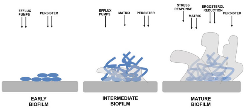 Schematic overview of fungal resistance mechanisms involved in various biofilm phases.