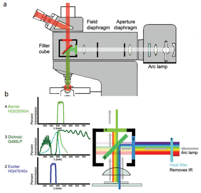  Figure 1.  The fluorescence microscope. (Lichtman <em>et al.</em> 2005)