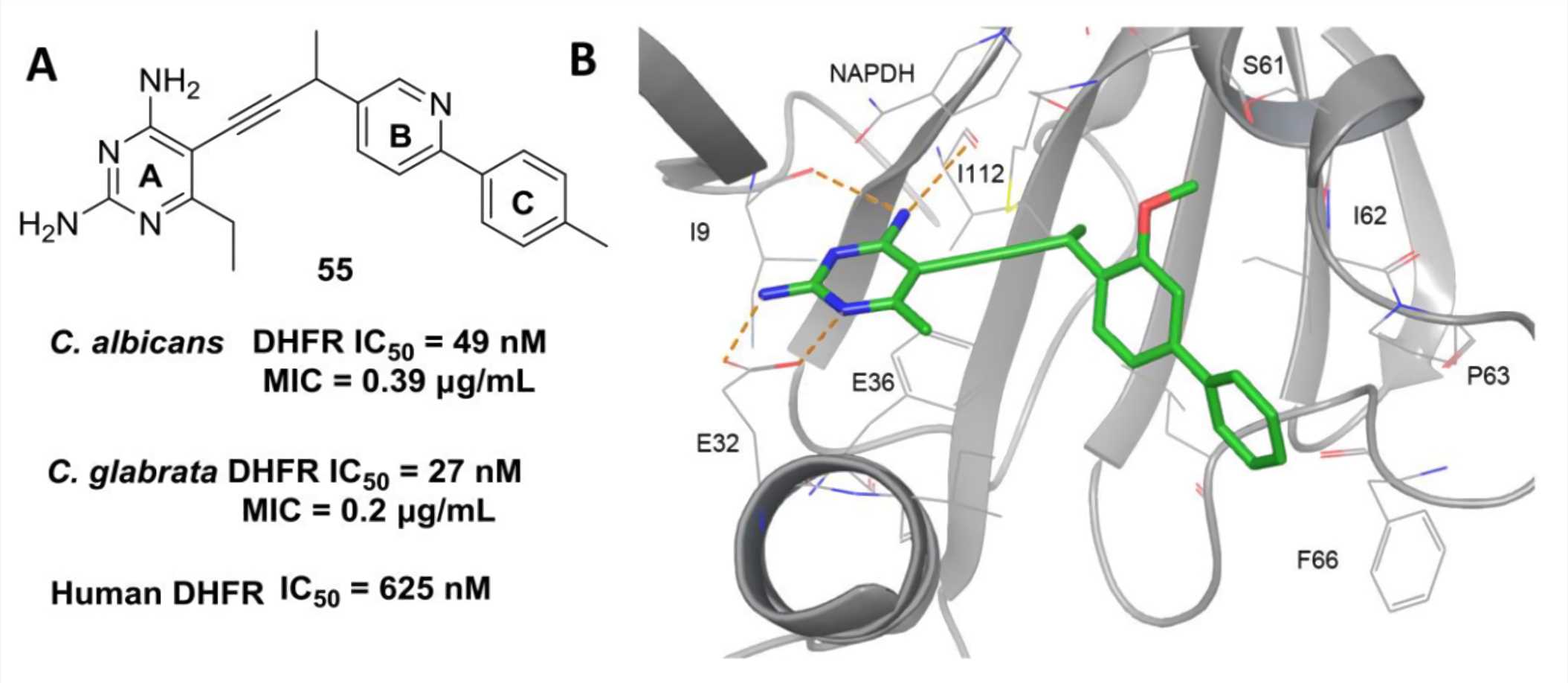 DHFR as a potential antifungal target. (A) Chemical structures and antifungal activity of fungal DHFR inhibitors. (B) Binding mode of a 2,4-diaminopyrimidine propargyl inhibitor with C. albicans DHFR (PDB 4HOF).