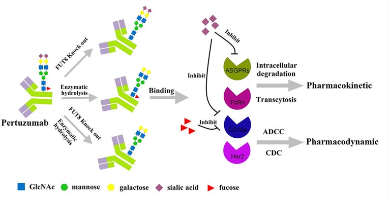 Therapeutic antibody-induced ADCC in human blood.