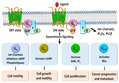 Fig.1 Gα protein subunits mediating GPCR signaling pathways. (Ju & Sang, 2020)
