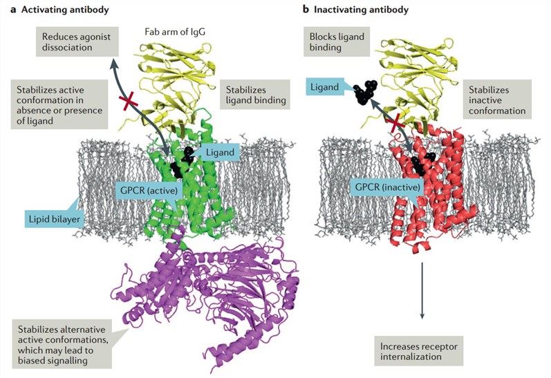Antibody interactions with GPCRs. 