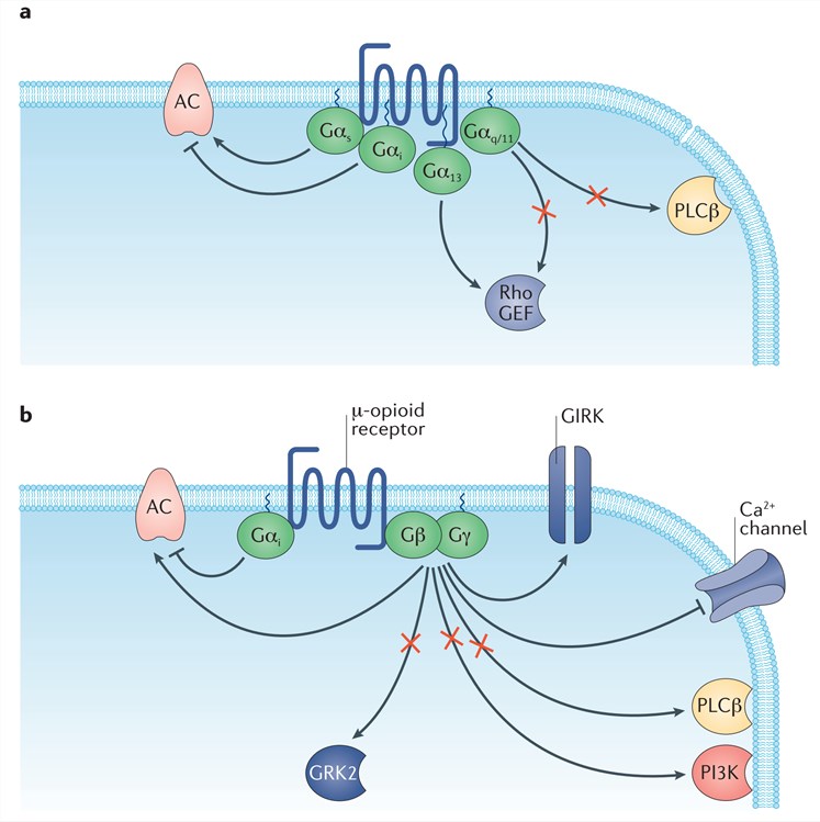 Diagrammatic representation of how G protein inhibition can bias GPCR signaling. 