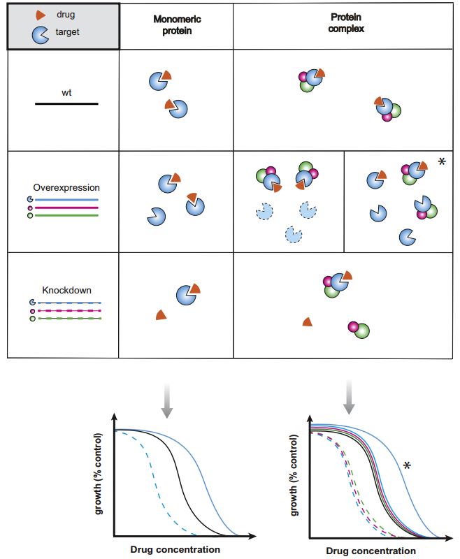 Gene-dosage perturbations reveal drug targets.