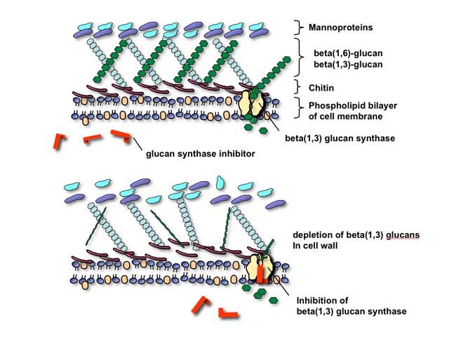 Glucan synthase acts as the antifungals target.