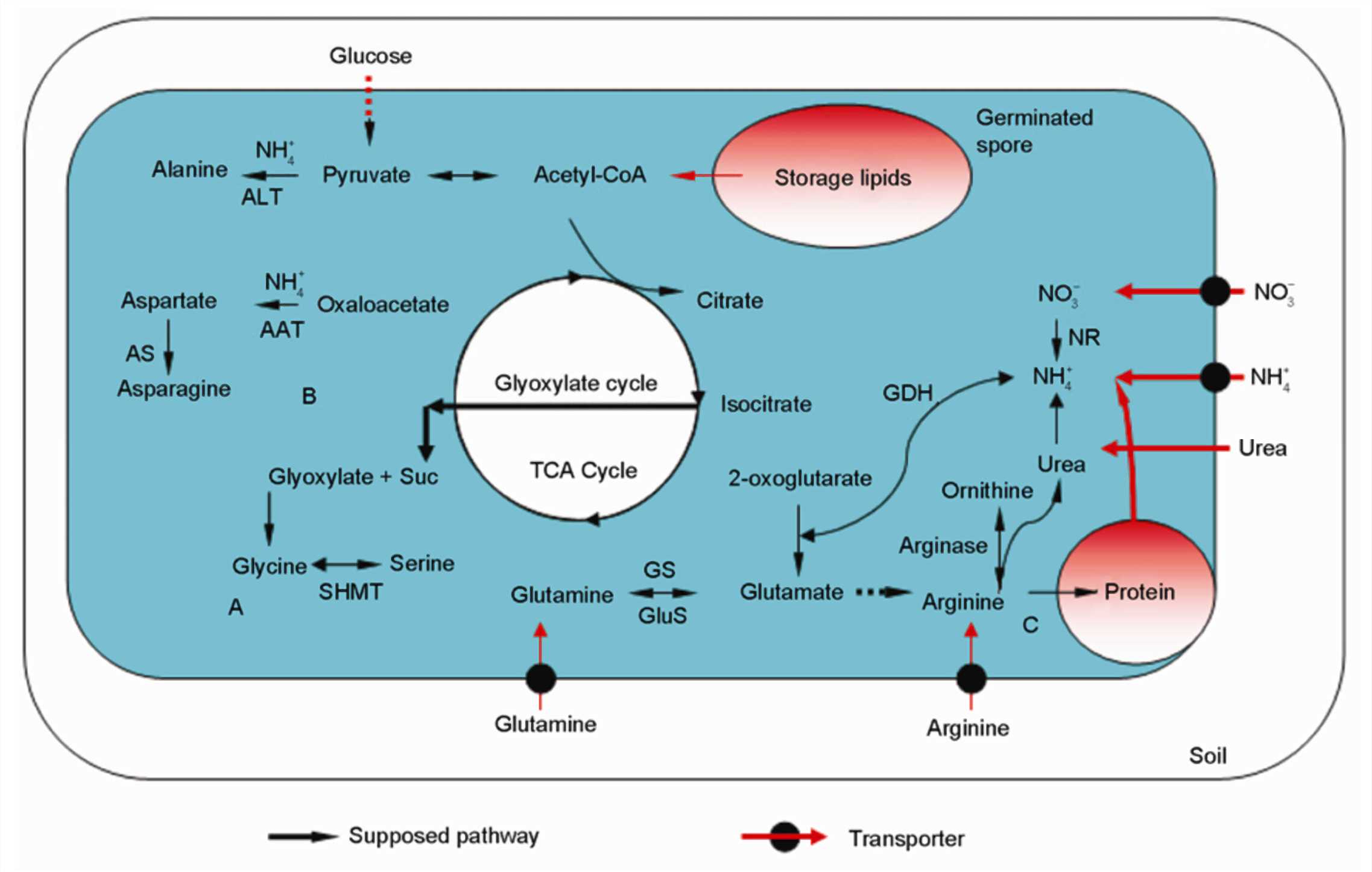 A model of the major metabolic pathway for nitrogen (N) and carbon (C) in germinating spores of arbuscular mycorrhizal (AM) fungi G. intraradices.