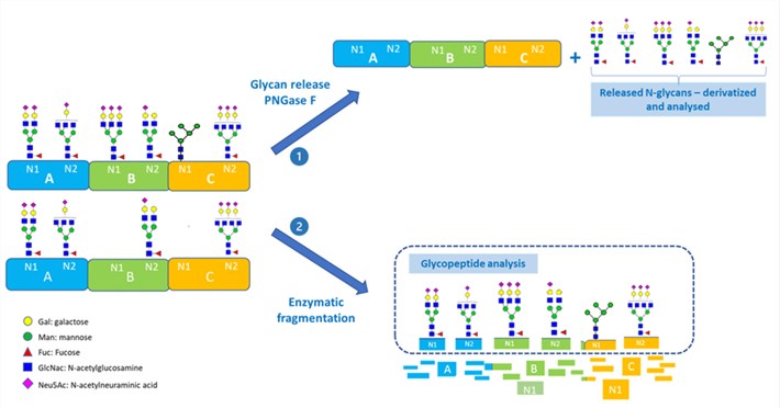 Fig.1 Complex glycoprotein's glycan analysis. (Mastrangeli, Abhijeet & Horst, 2023)