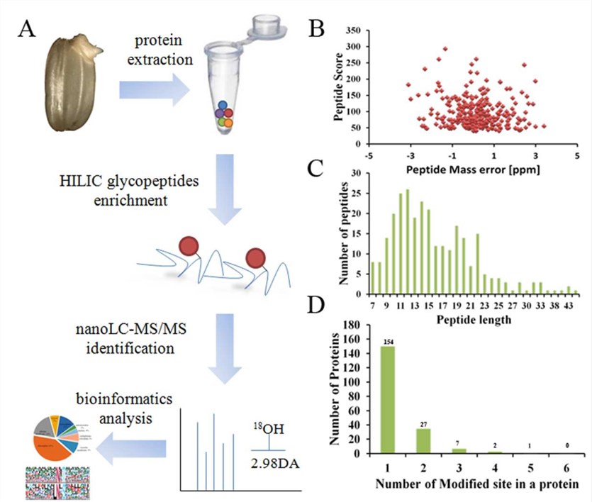 Workflow of the glycosylation sites mapping.