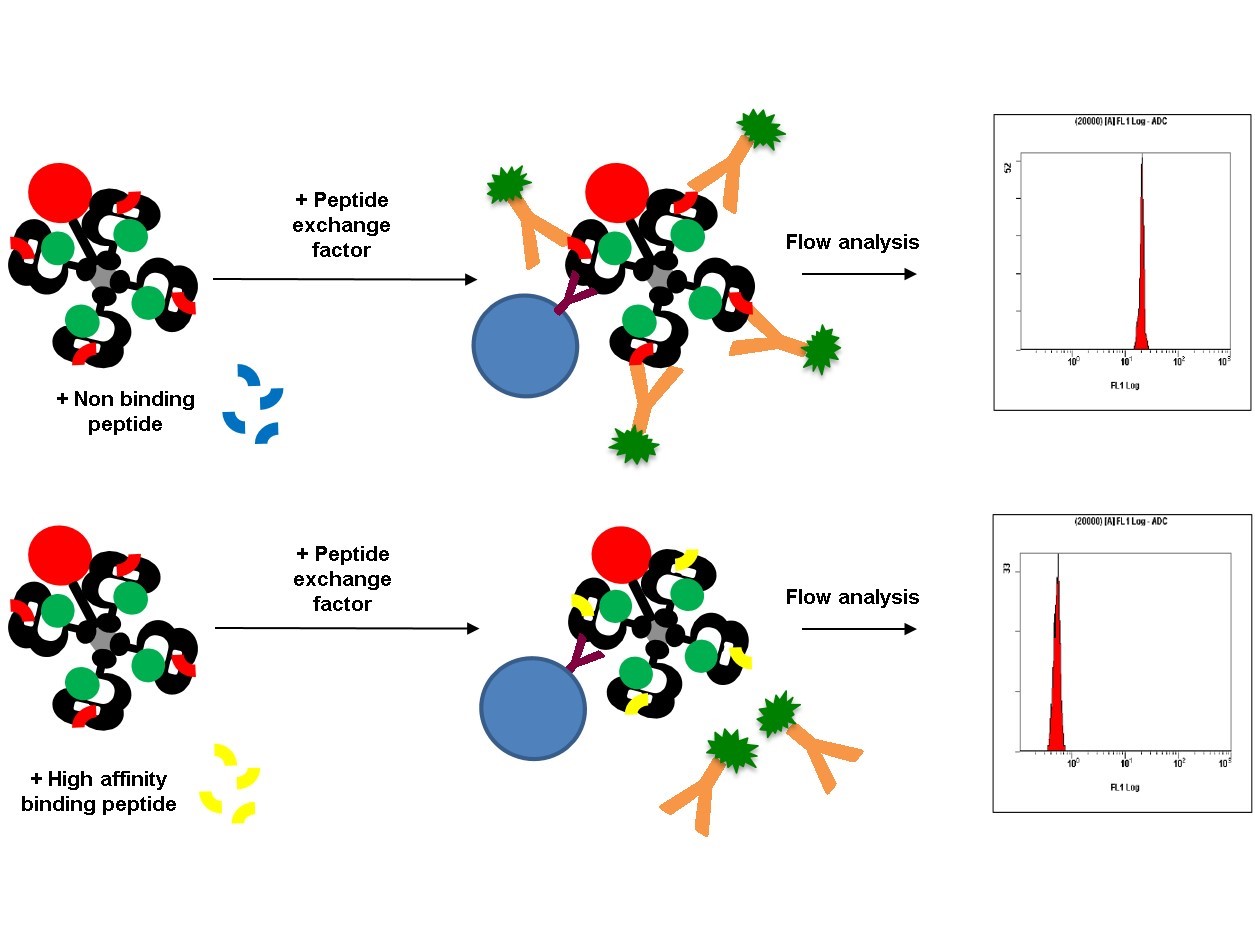 The competitive peptide binding to HLA complex was measured by flow cytometry. 