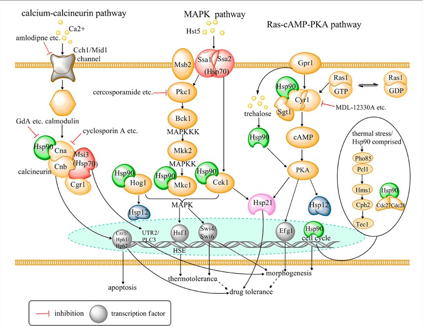 Hsp-associated signaling pathways and potential antifungal targets based on these pathways.