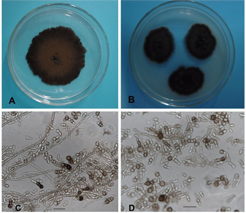 Macroscopic and microscopic phenotypes of H. werneckii.