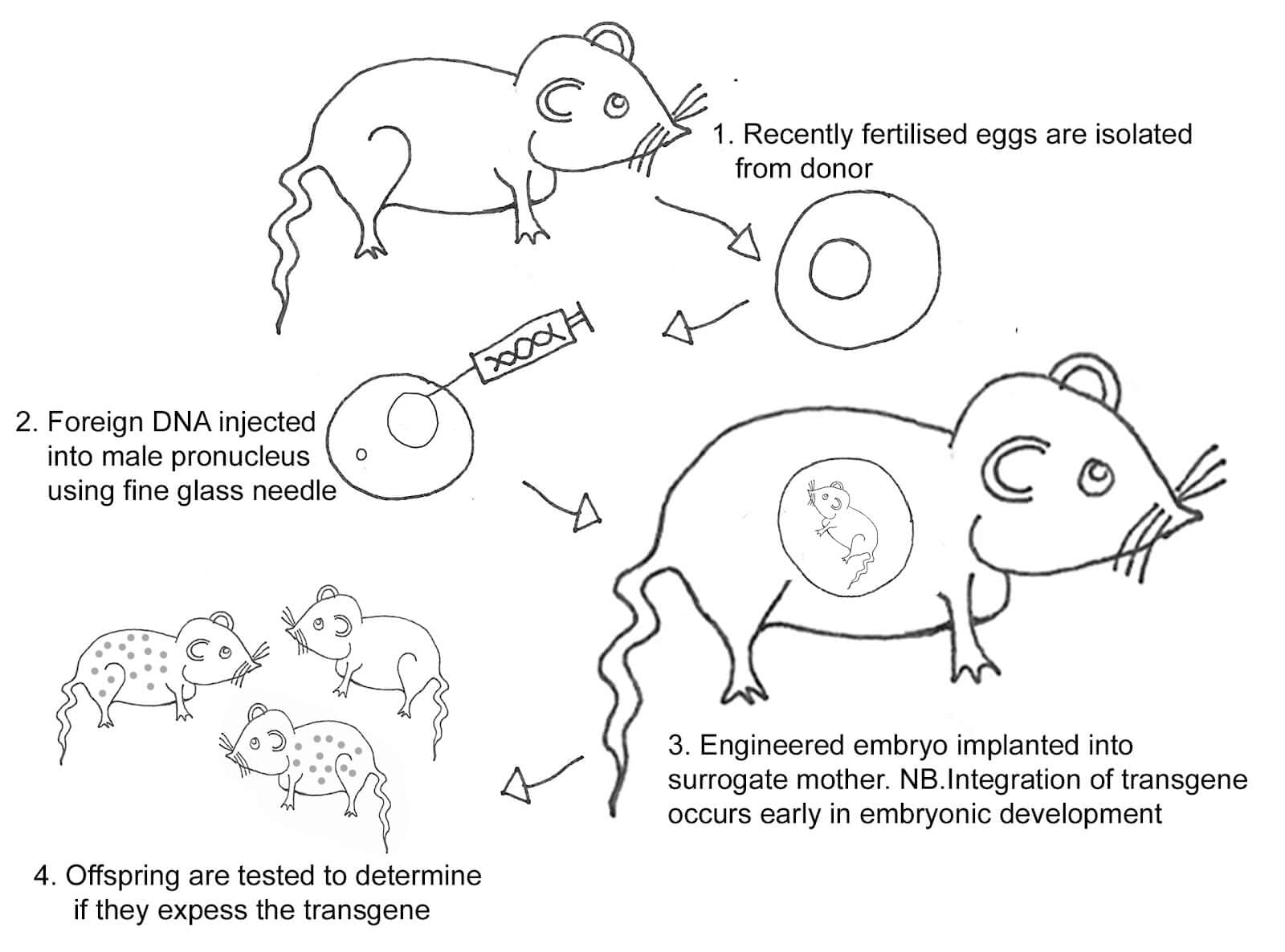 Human Antibody Production Using Transgenic Mice - Creative Biolabs