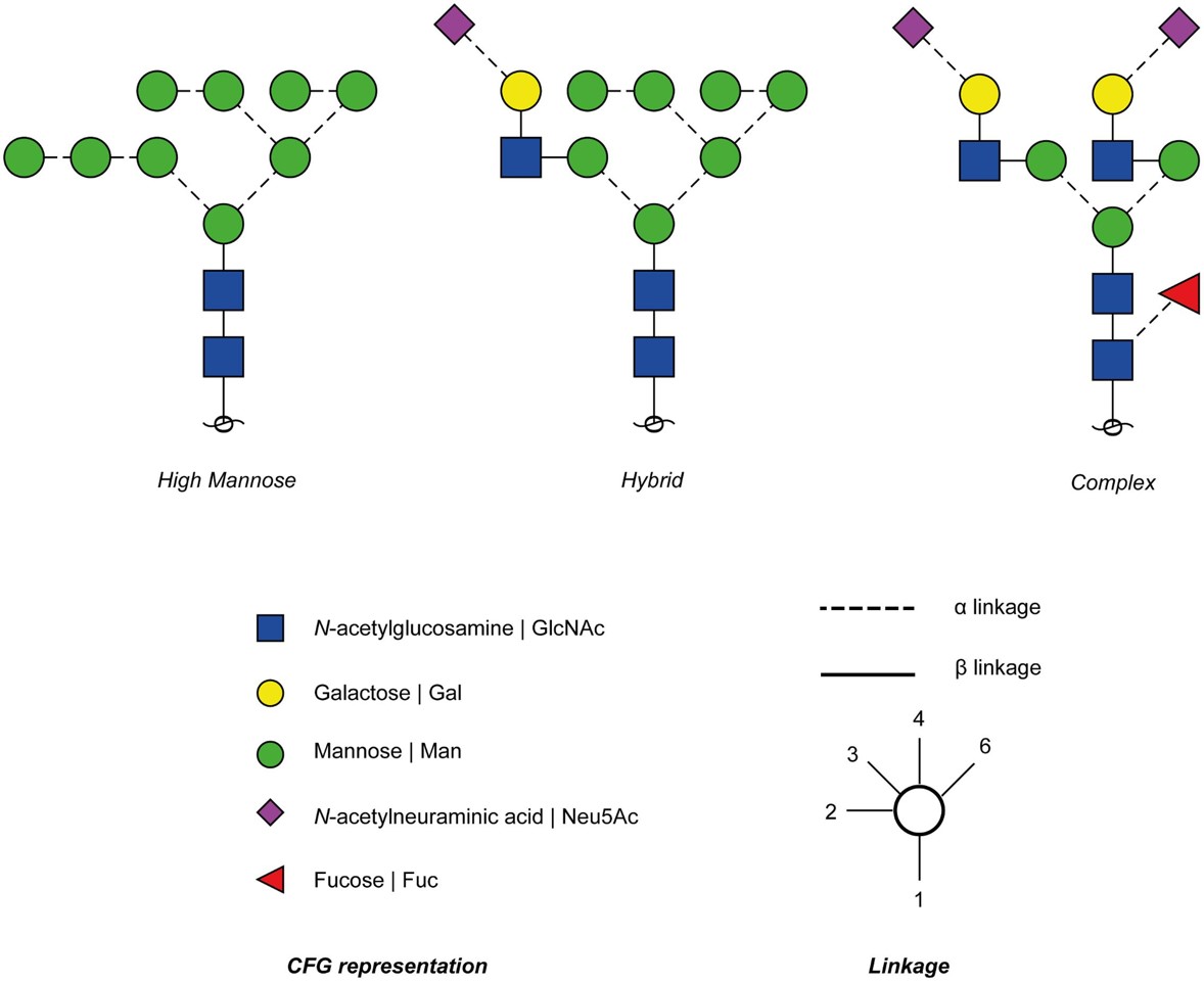 Fig.1 N-glycans Types. (Yap, et al., 2017)