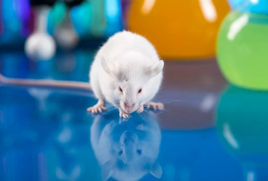 Hi-Affi™ Humanized BTLA Immune Checkpoint Knock-In Mice