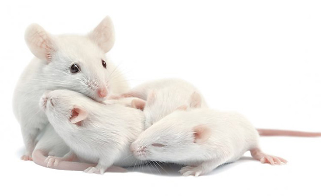 Hi-Affi™ Humanized CD47 Immune Checkpoint Knock-In Mice