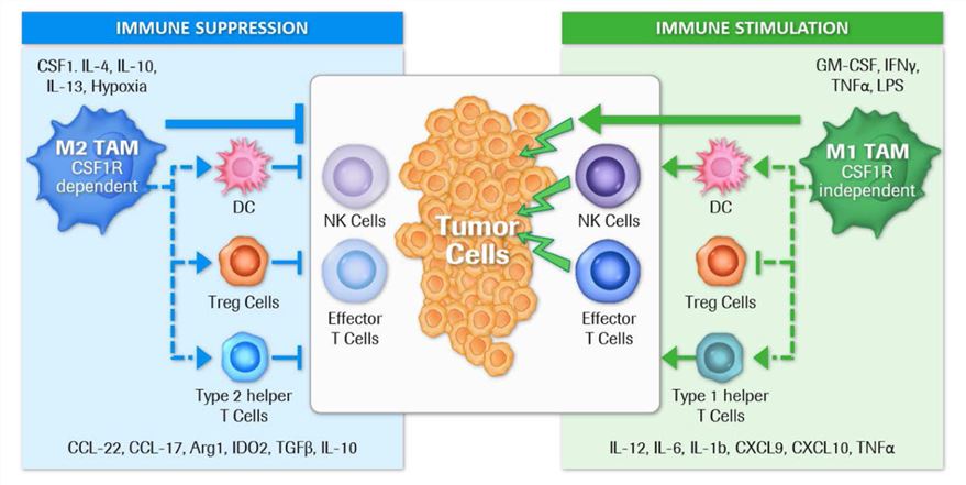 Fig.1. Direct and indirect regulation of immune suppression or stimulation by tumor-associated macrophage subtypes. (Cannarile, et al., 2017)