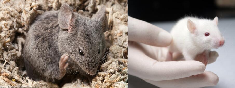 Hi-Affi™ Humanized CTLA-4 Immune Checkpoint Knock-In Mice