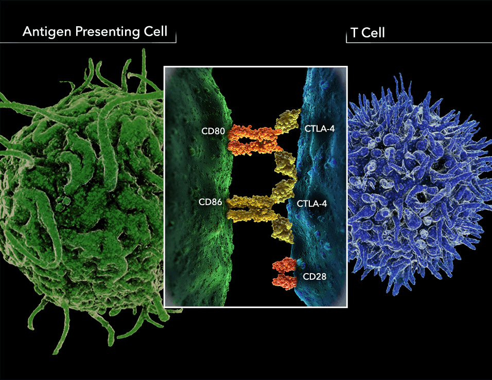 CTLA-4 is a co-inhibitory receptor of CD28