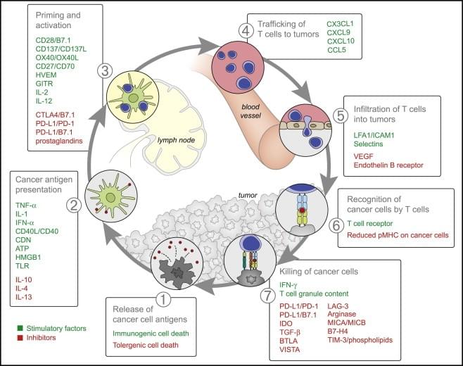 Stimulatory and Inhibitory Factors in the Cancer-Immunity Cycle