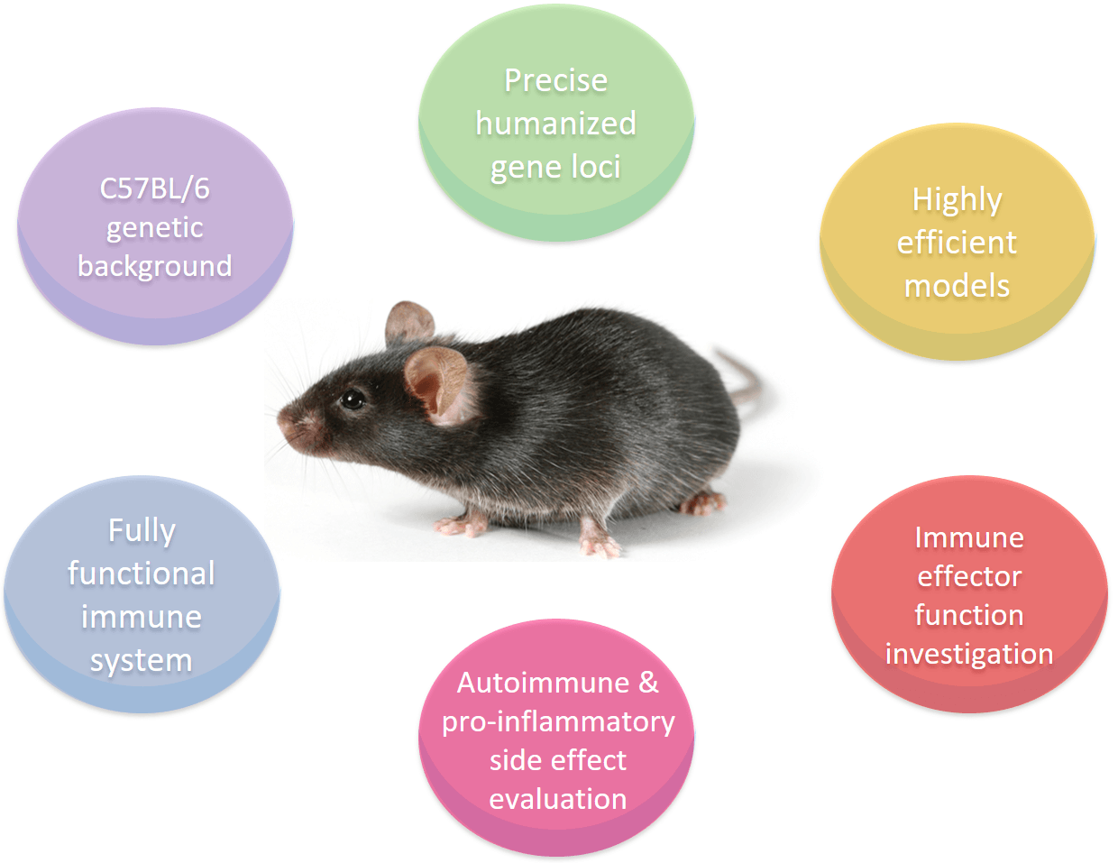 Features of Magic™ Humanized Immune Checkpoint KI Mouse Model
