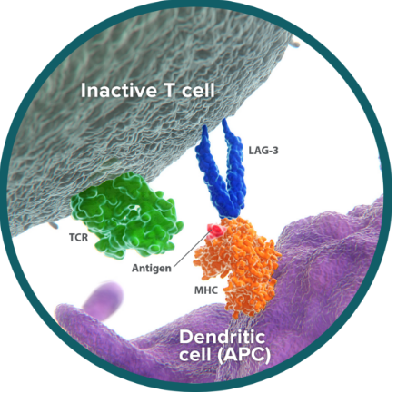 LAG3 binds to the antigen-MHC complex