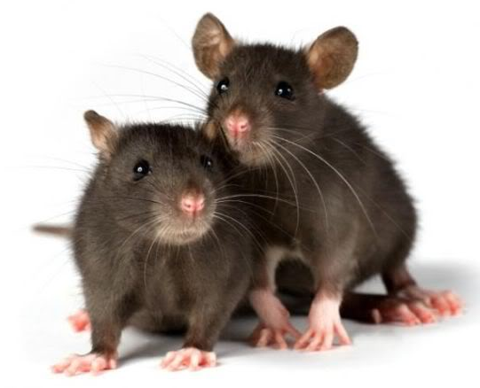 Hi-Affi™ Humanized PD-1 Immune Checkpoint Knock-In Mice