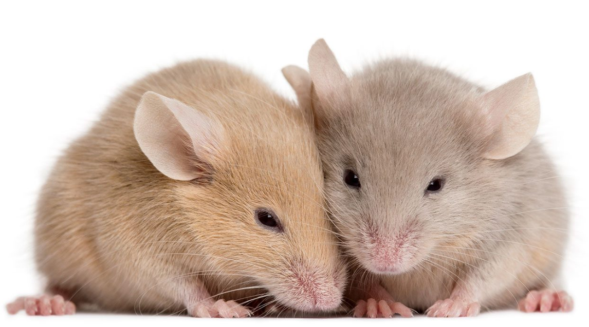 Hi-Affi™ Humanized PD-L1 Immune Checkpoint Knock-In Mice