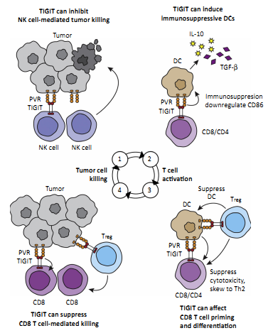 Inhibition of the cancer immunity cycle by TIGIT (Manieri et al. 2016) 
