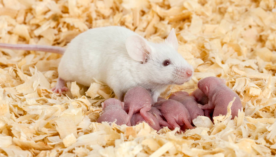 Hi-Affi™ Humanized TIM-3 Immune Checkpoint Knock-In Mice