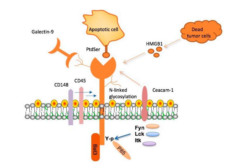 Fig.1 T cell immunoglobulin and mucin domain 3 (TIM-3), its ligands, and signaling adaptor proteins (Du et al. 2017)