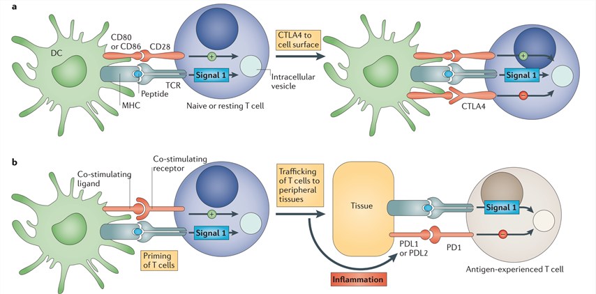 The blockade of immune checkpoints in cancer immunotherapy.
