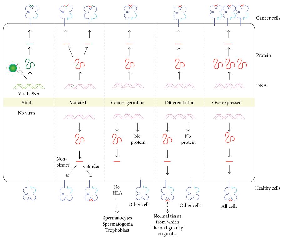 Tumor antigens recognized by cytolytic T lymphocytes.