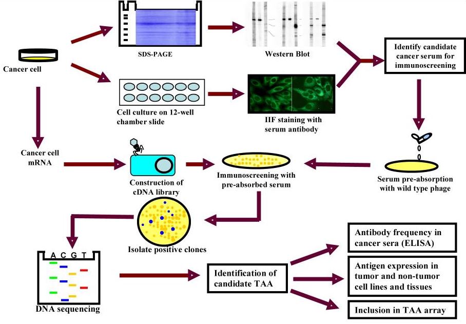 Schematic representation of TAA identification using cDNA library immunoscreening. 