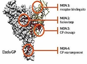 Fig. 2 Screening immunogenicity of predicted T-cell epitopes. (Wu, et al., 2016)