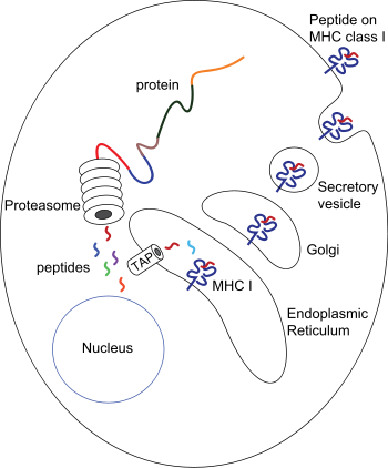 Fig. 3 MHC-associated peptides. (Wu, et al., 2016)