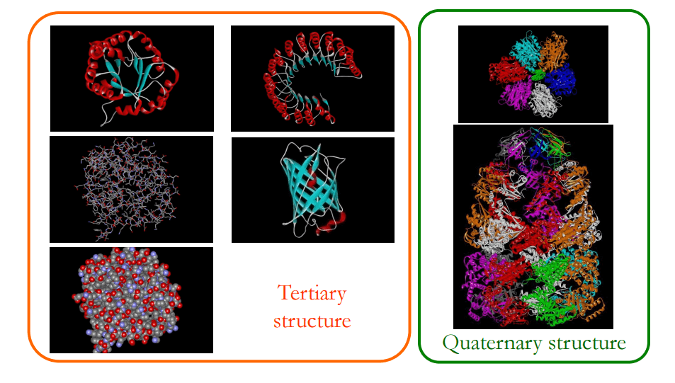 Figure 1. Three-dimensional structure of proteins.