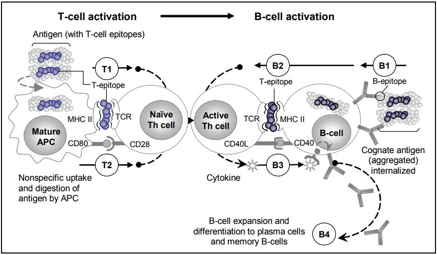 Overview of the role of the T-cell in the antibody response.
