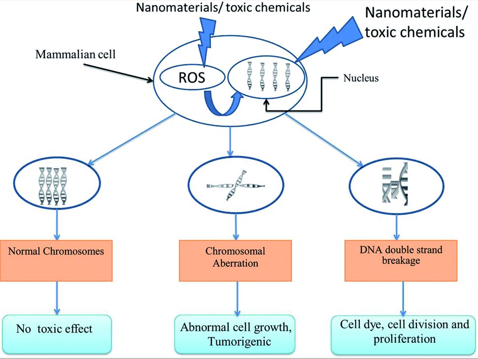 In Vitro Genotoxicity Study Creative Biolabs