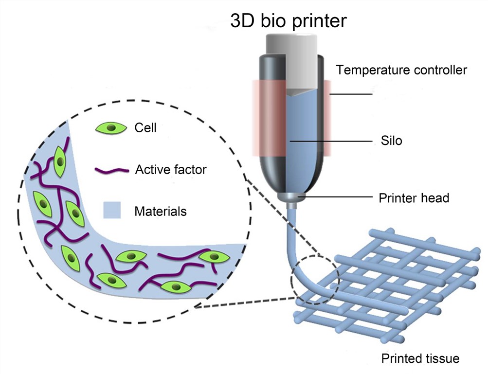 3D Bio-printed Tissue 