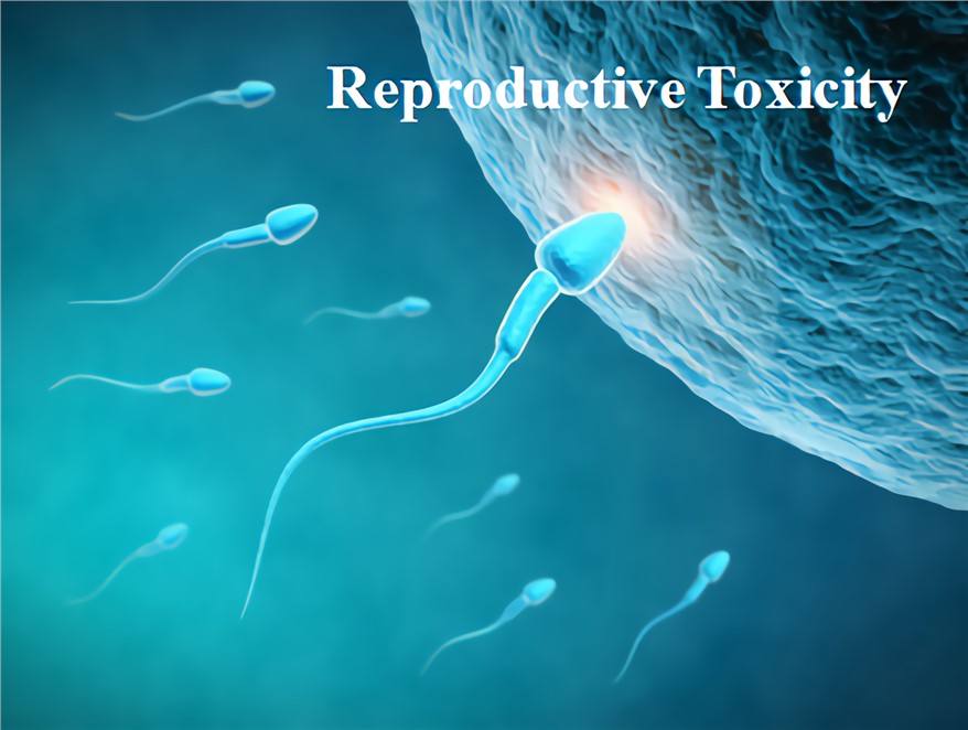 In Vitro Reproductive Toxicity Study