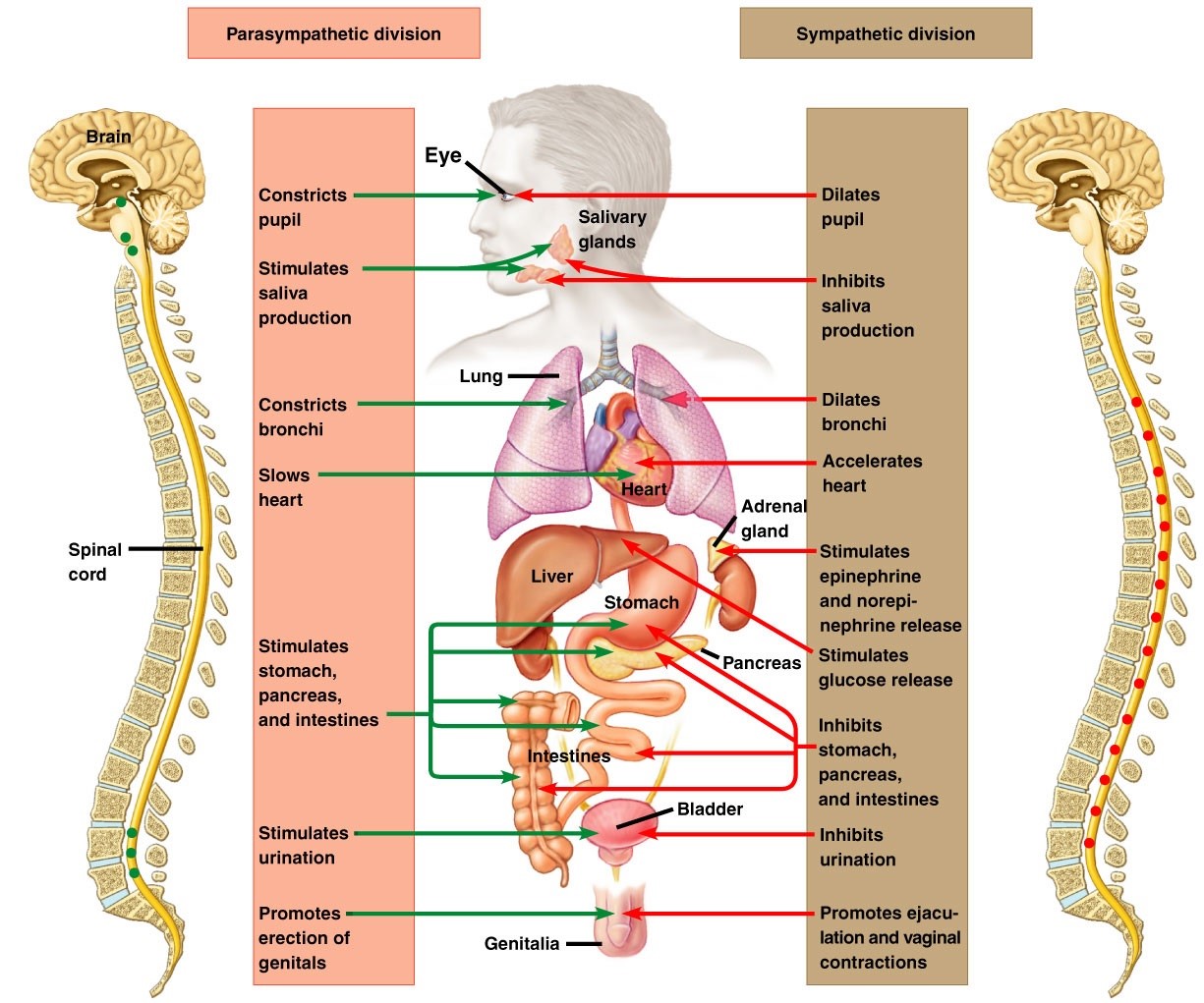 The innervation of autonomic nervous system (ANS).