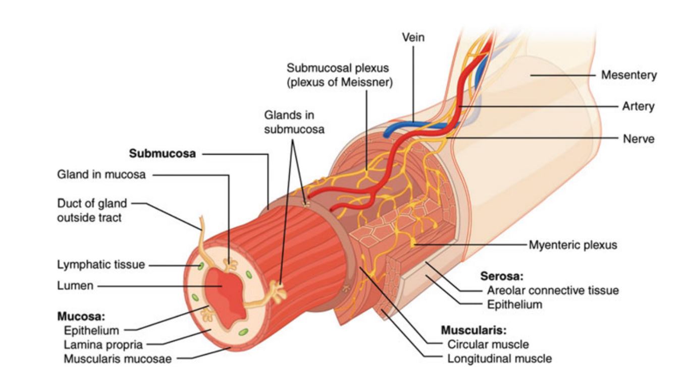 Layers of the gastrointestinal tract.