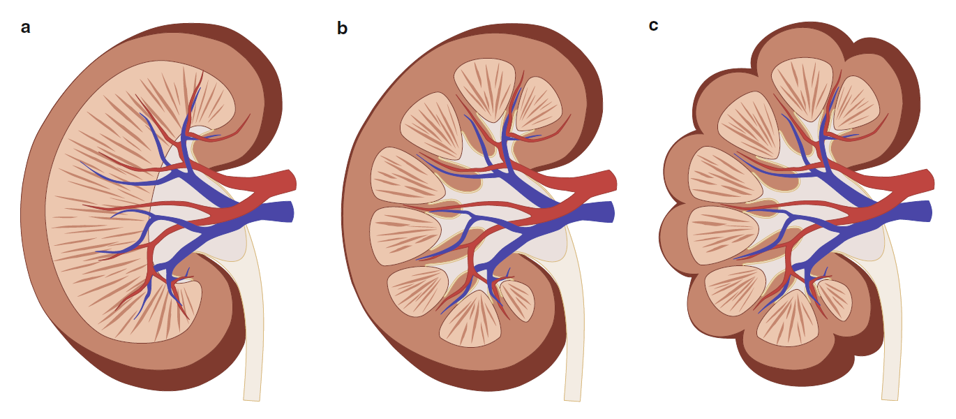 (a) Unipyramidal, multilobar kidney section (rodents, dogs, monkeys). (b) Multipyramidal, unilobar kidney section (humans). (c) Multipyramidal, multilobar kidney section (human fetus, pigs).