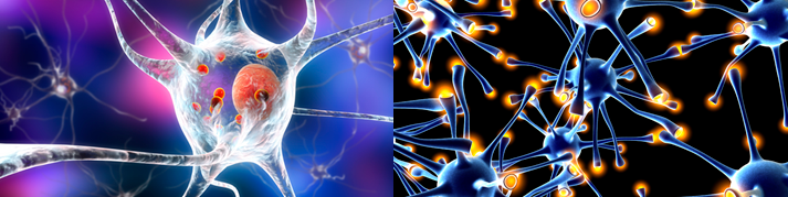 In Vitro Safety Pharmacology Studies on Central Nervous System