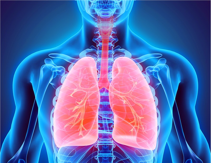 In Vitro Safety Pharmacology Studies on Respiratory System