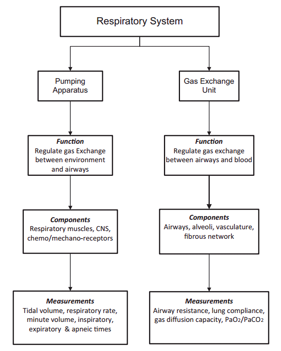 A chart of the functional and structural components of the respiratory system.