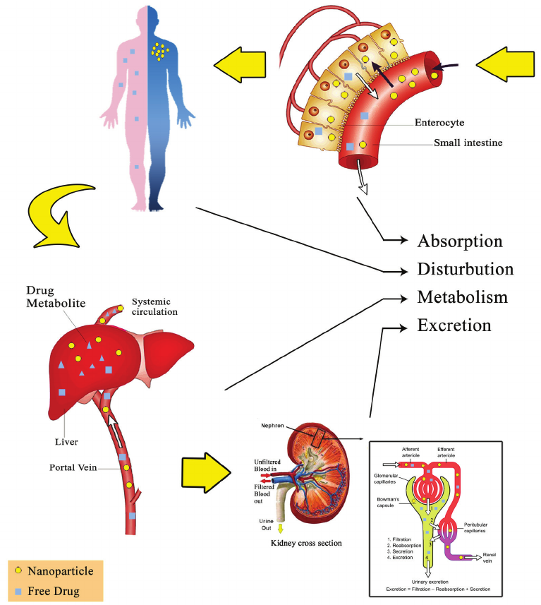 A schematic diagram of different ADME phenomena that a drug nanocarrier undergoes within the host body.