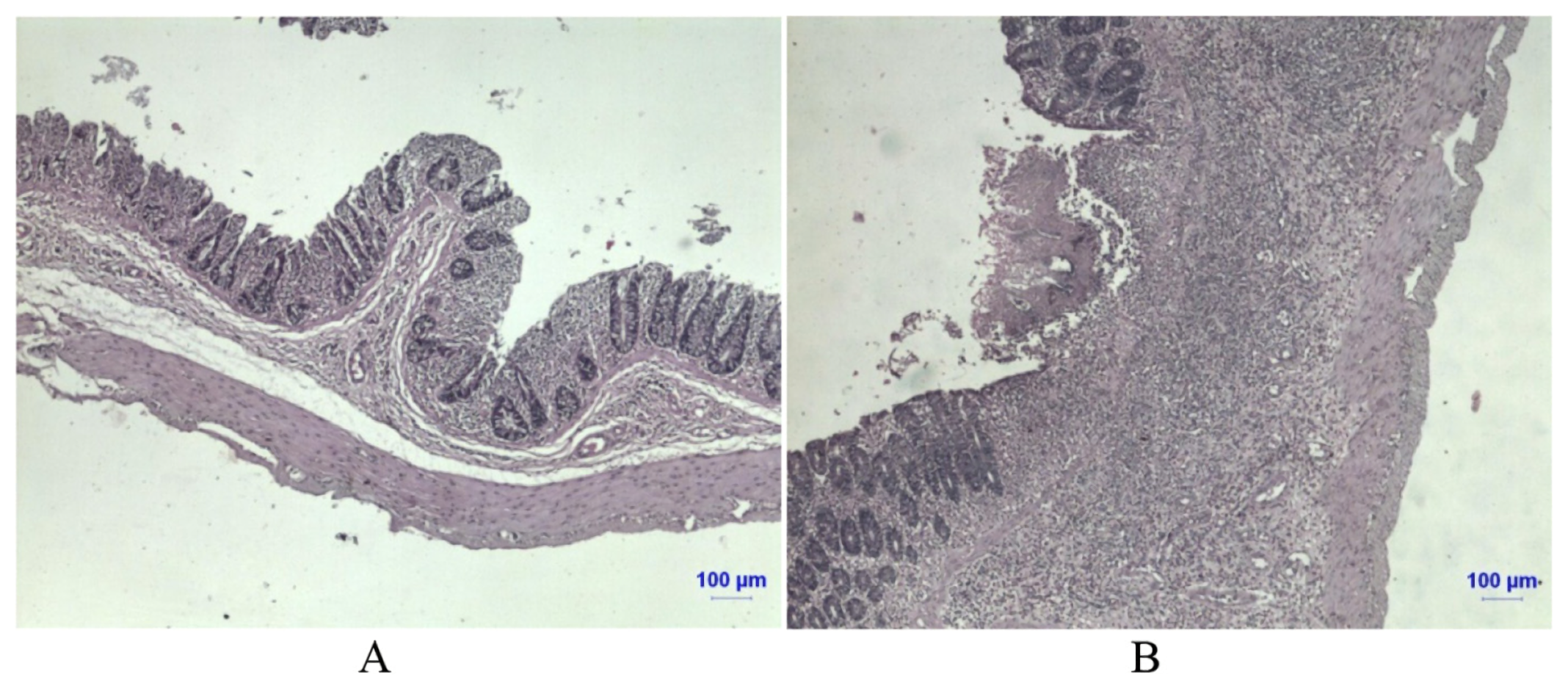 Indomethacin-Induced Rodent Inflammation in Small Intestine