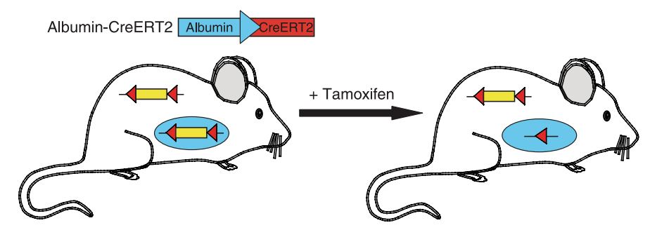 Inducible conditional knock-out by breeding with inducible tissue-specific Cre mouse. (Adams et al. 2008) 