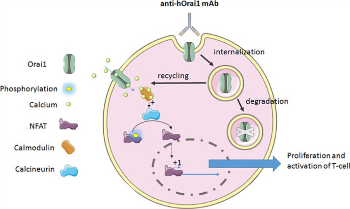 Fig.1 The human T-cell's response to anti-hOrai1 channel mAb activity. (Haustrate, Aline & Natalia, 2019)